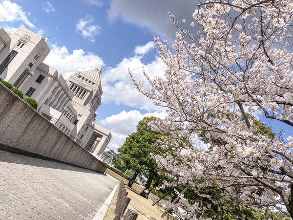 国会議事堂と桜