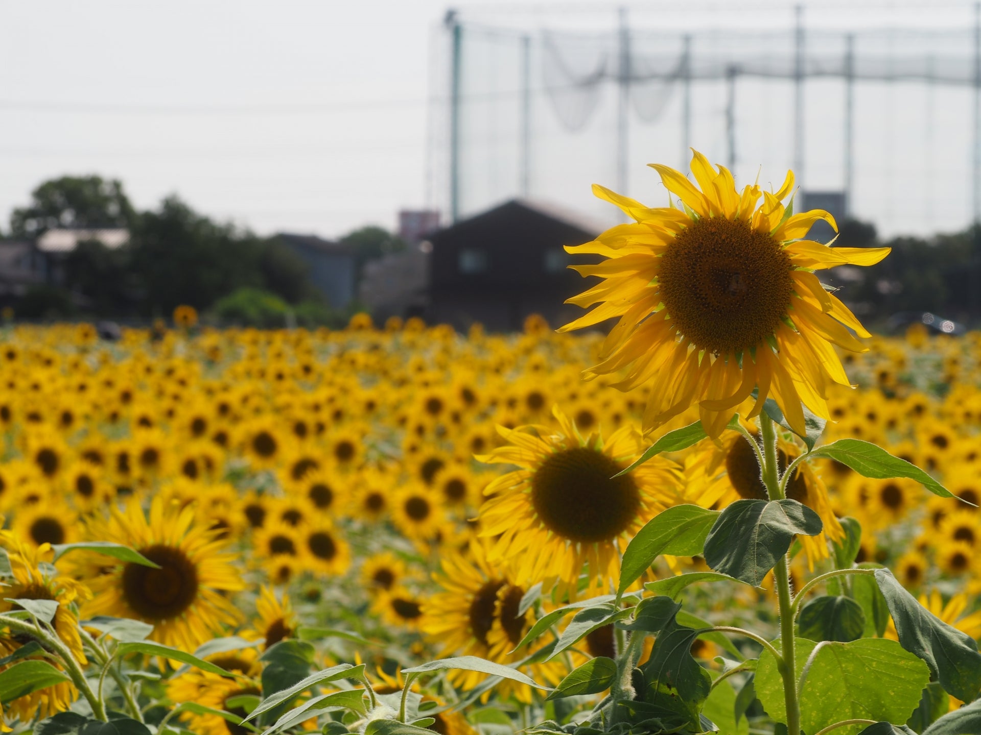 大分発 国内観光旅行】向日葵（ひまわり） 人気の日帰り・宿泊