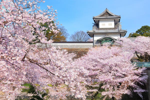 金沢の桜