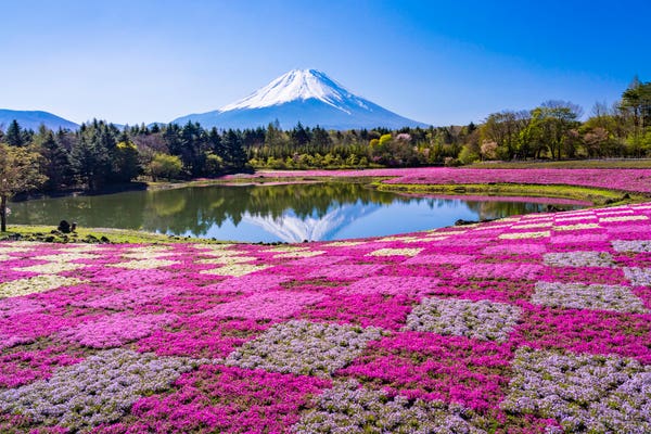 富士芝桜まつりの見どころと楽しみ方
