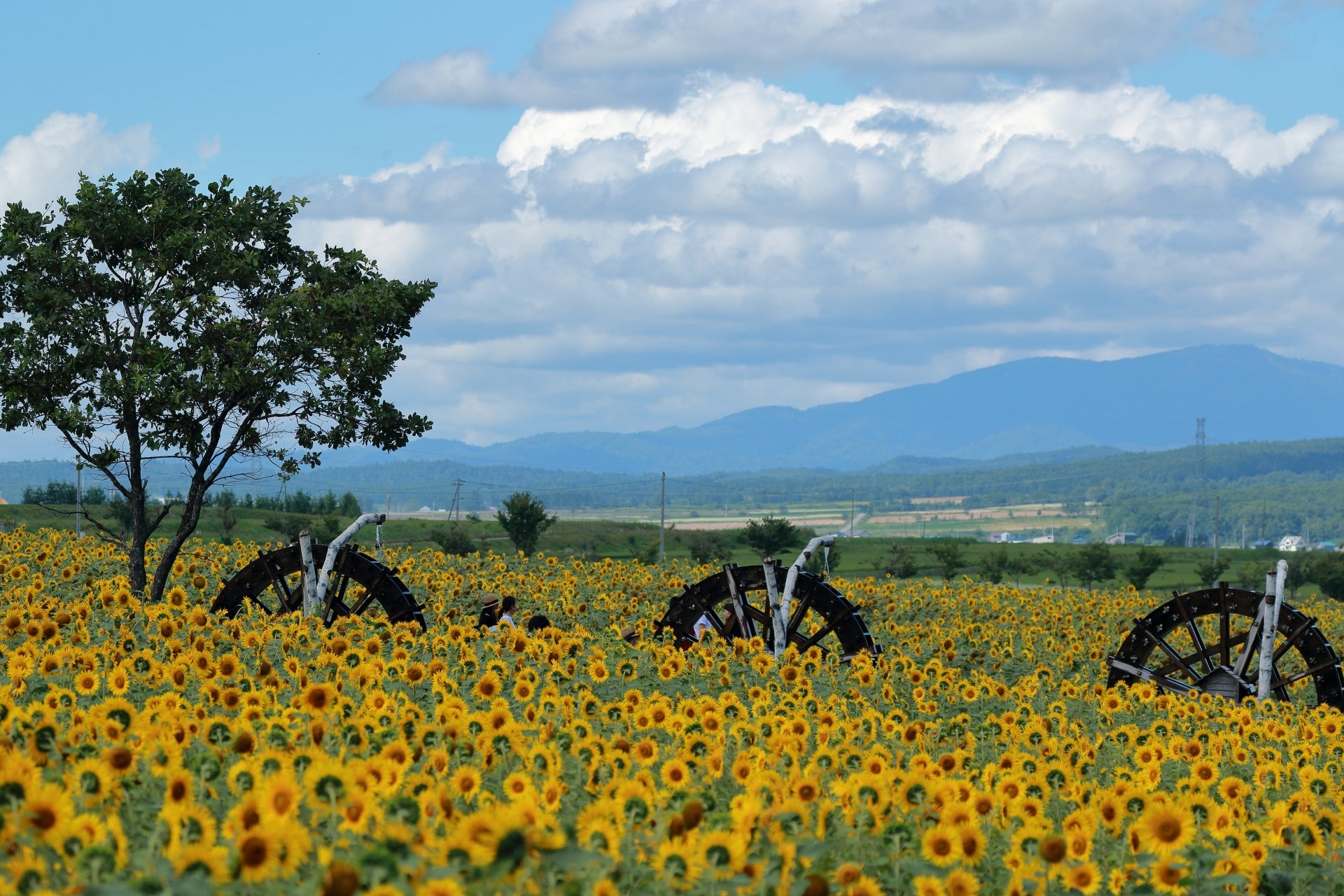 鹿児島発 国内観光旅行】向日葵（ひまわり） 人気の日帰り・宿泊