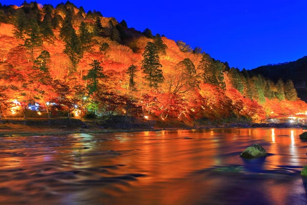 ライトアップした紅葉