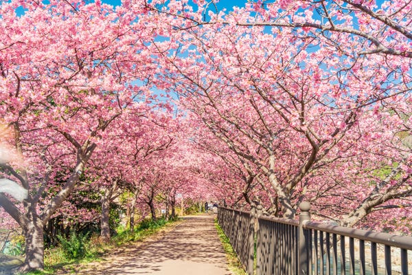 河津桜まつり