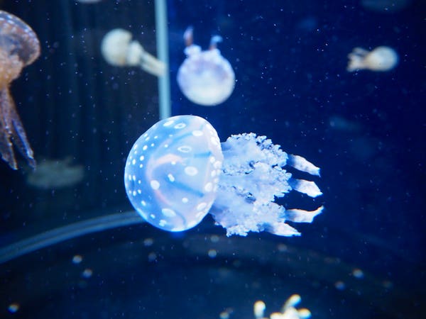 江の島 新江ノ島水族館