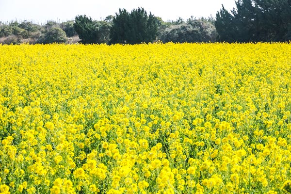 春休みツアーを楽しむためには
