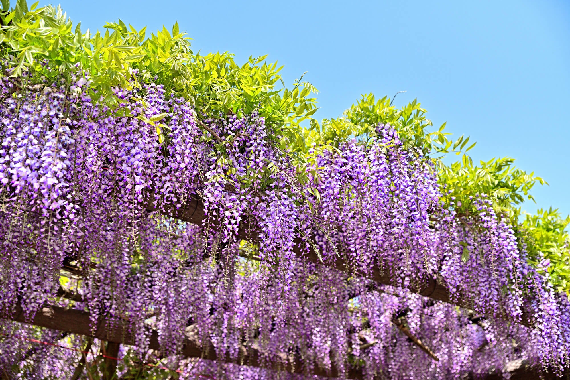 藤の花 日帰り・宿泊 ツアー 6,980円〜