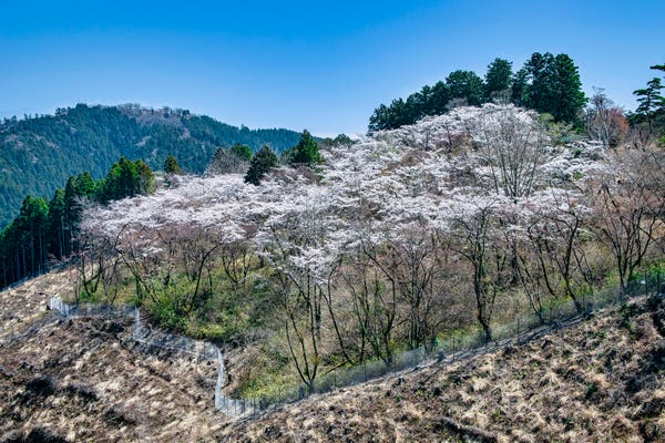 高尾山の桜