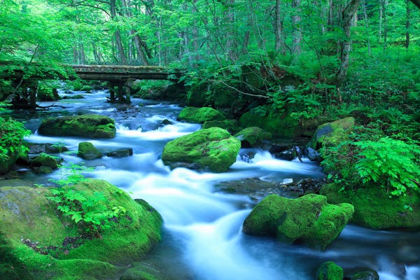 奥入瀬渓流ツアー