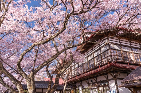 高遠さくら祭り