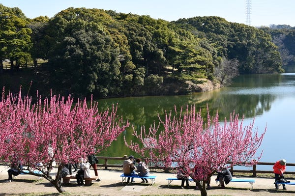 佐布里池 梅まつり