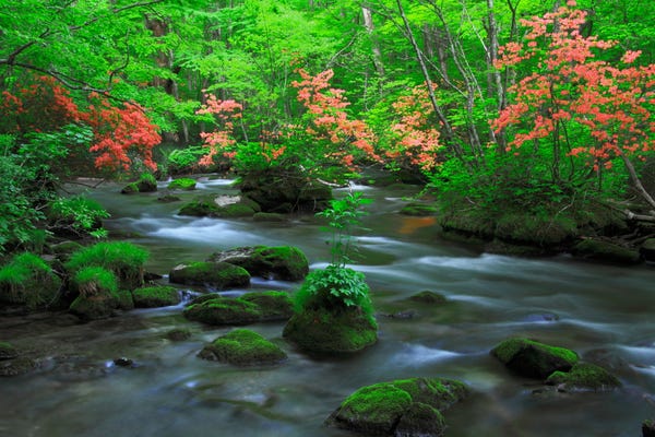 奥入瀬渓流 清流と苔