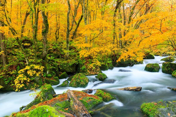 奥入瀬渓流 季節