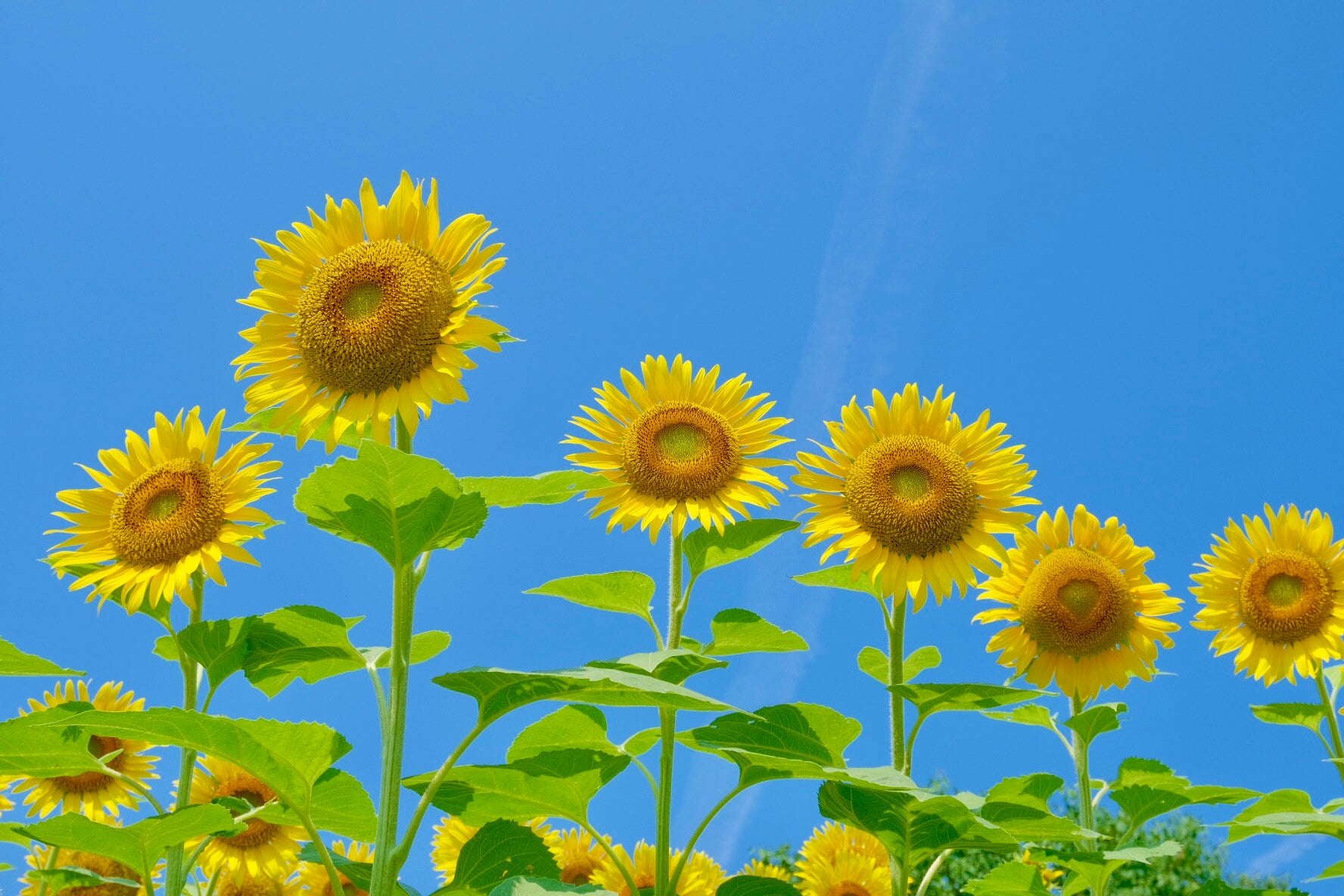鹿児島発 国内観光旅行】向日葵（ひまわり） 人気の日帰り・宿泊