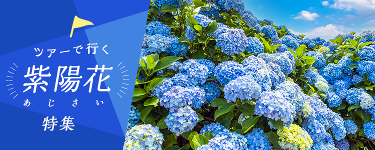 紫陽花（あじさい） 日帰り・宿泊バスツアー 特集