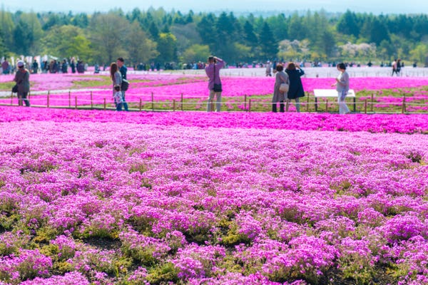 富士芝桜まつりツアーが人気の理由