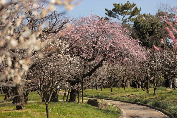 万博記念公園梅まつり