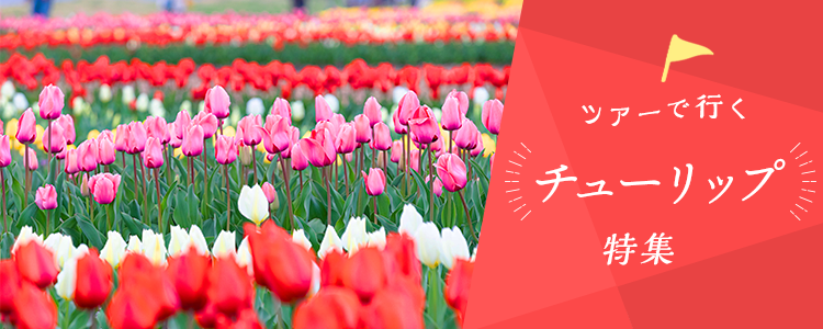ツアーで行くチューリップ