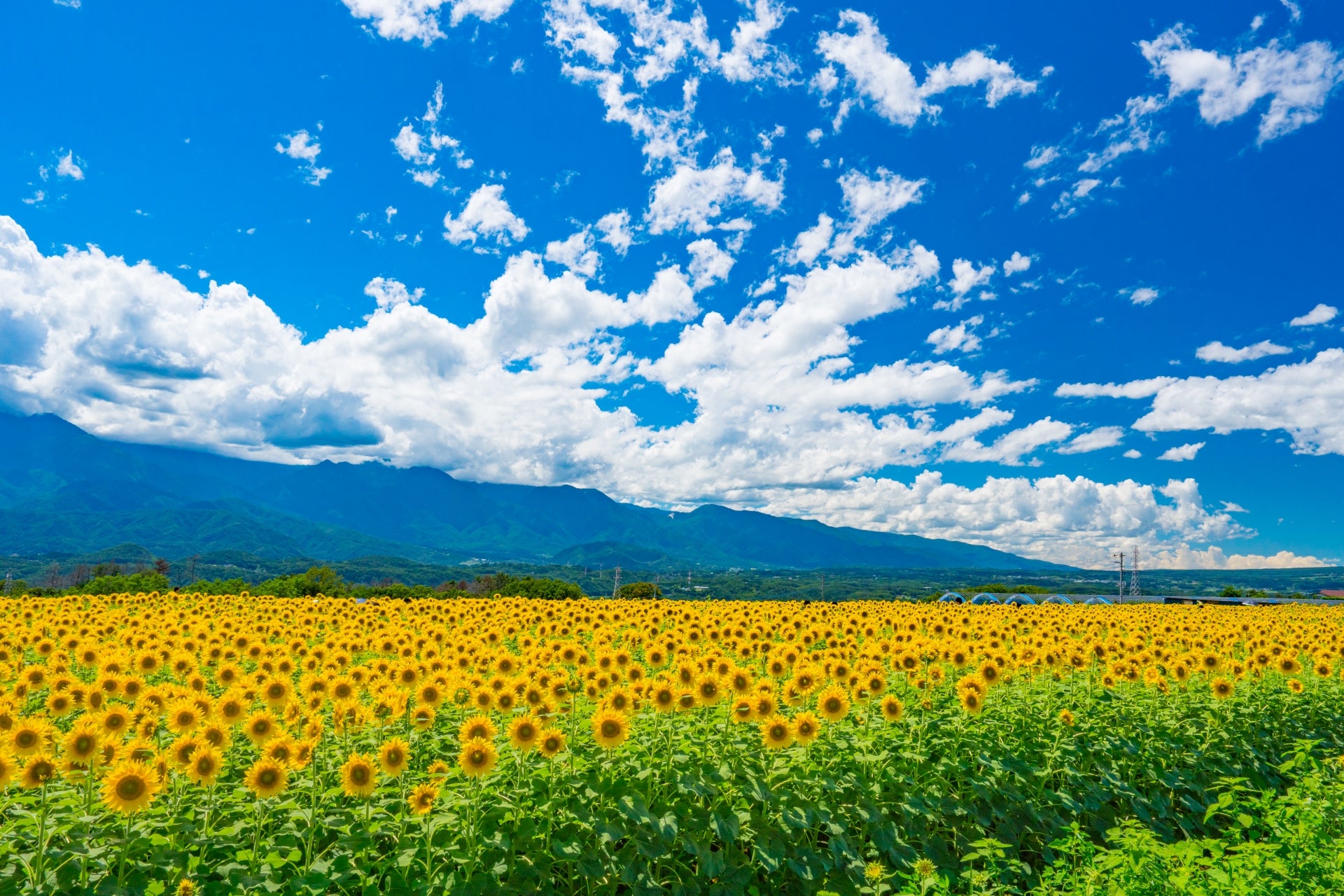 大分発 国内観光旅行】向日葵（ひまわり） 人気の日帰り・宿泊