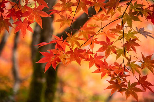 紅葉 背景