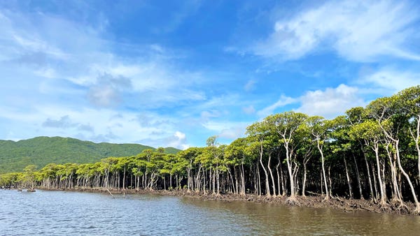 西表島旅行