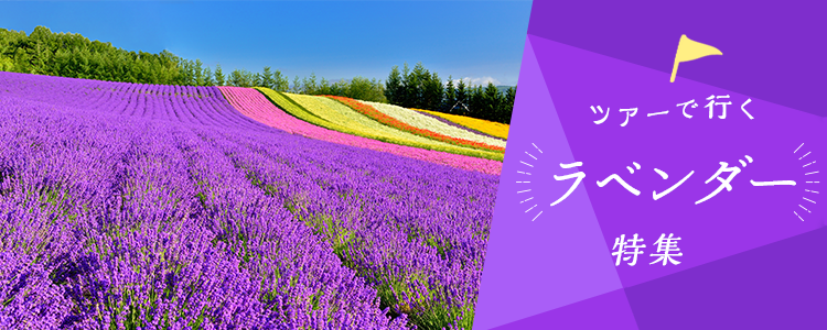 バスツアーで行く ラベンダー