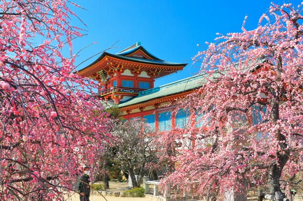 防府天満宮梅まつり