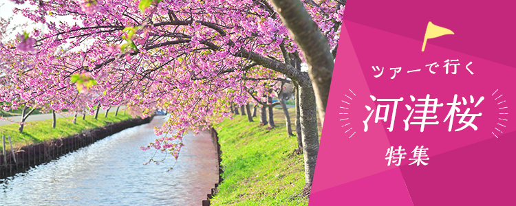 日帰りバスツアーで行く 河津桜