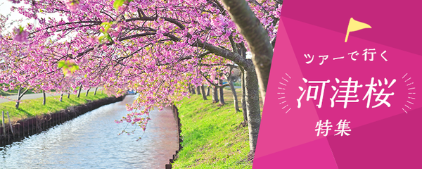 日帰りバスツアーで行く 河津桜