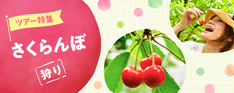 サクランボ狩り 日帰り・宿泊バスツアー 特集
