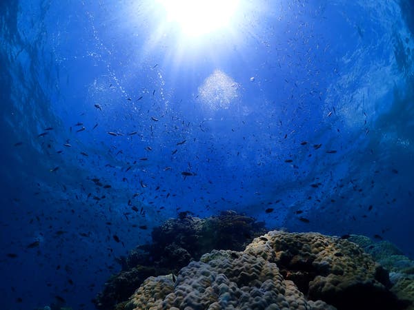 アクティビティ