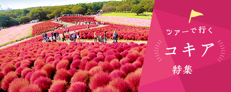 バスツアーで行く コキア
