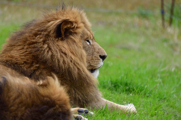 アドベンチャーワールド・ライオン