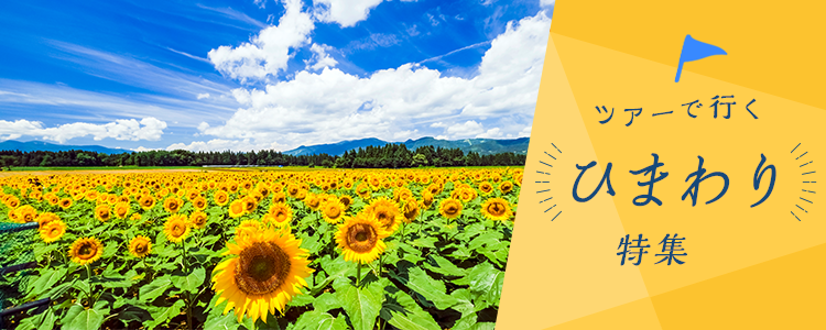 バスツアーで行く ひまわり畑