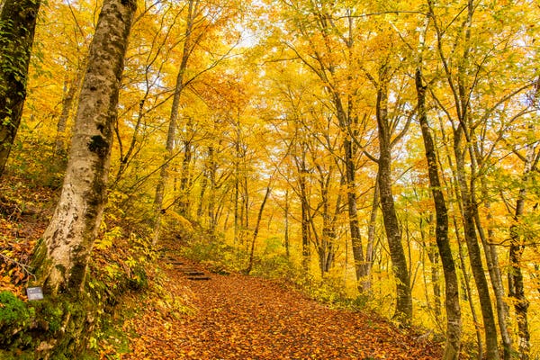 白神山地の紅葉
