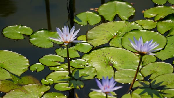 水辺に浮かぶ花の妖精たち