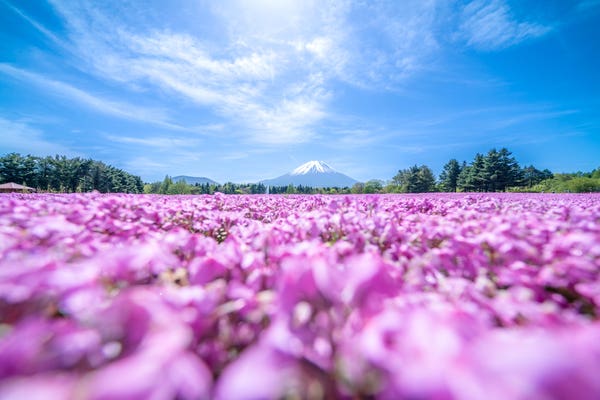 富士芝桜まつりツアーを探す