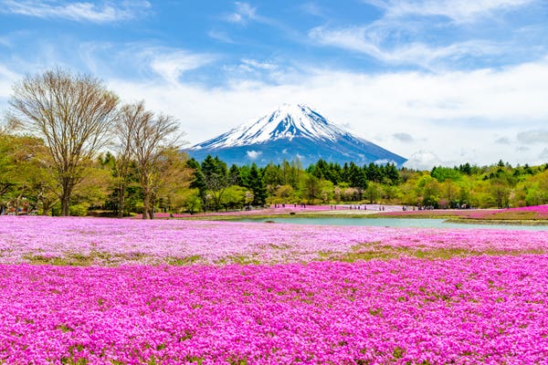 富士芝桜まつり