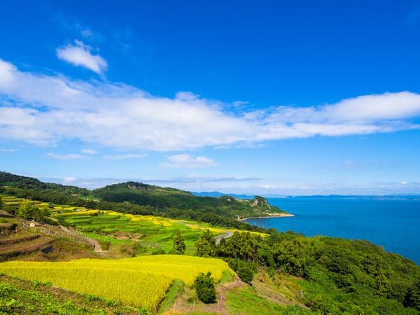 豊島の棚田