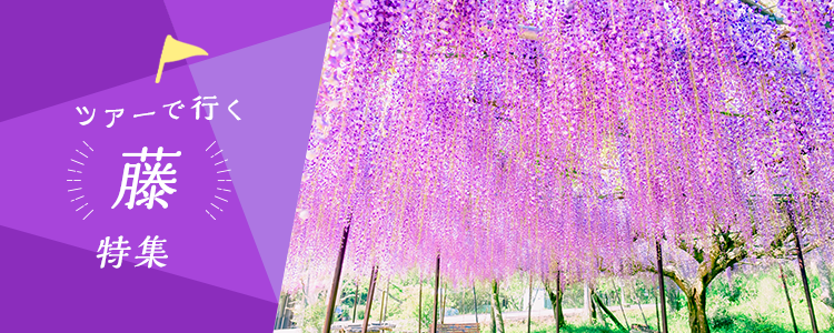バスツアーで行く 藤