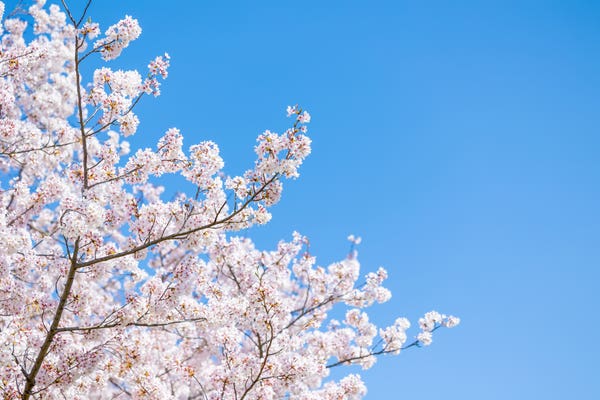 春休みツアーの魅力