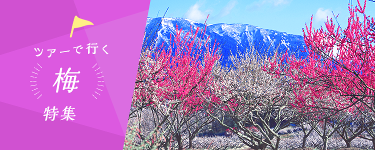 日帰りバスツアーで行く 梅