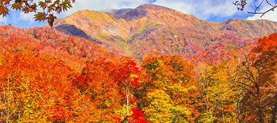 紅葉 バスツアー