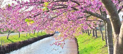 河津桜 パッケージツアー