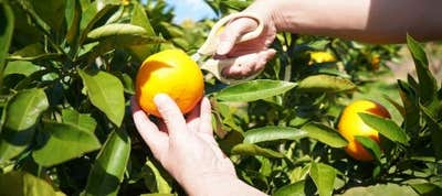 ミカン狩り バスツアー