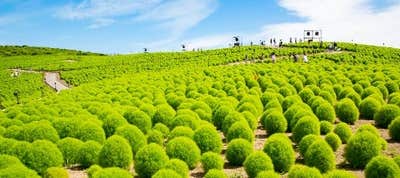 国営ひたち海浜公園 バスツアー