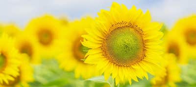 季節の花・紅葉 バスツアー