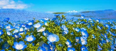 ネモフィラ ツアー