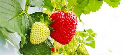 イチゴ狩り バスツアー