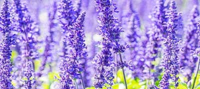 ラベンダー ツアー