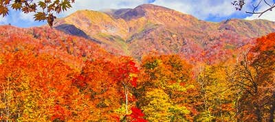 紅葉 バスツアー